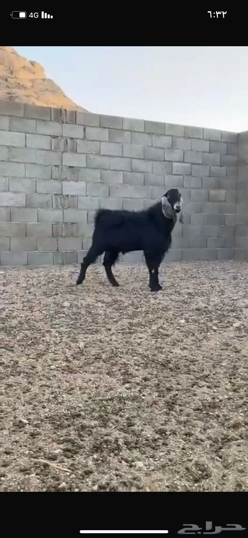 تيس 1