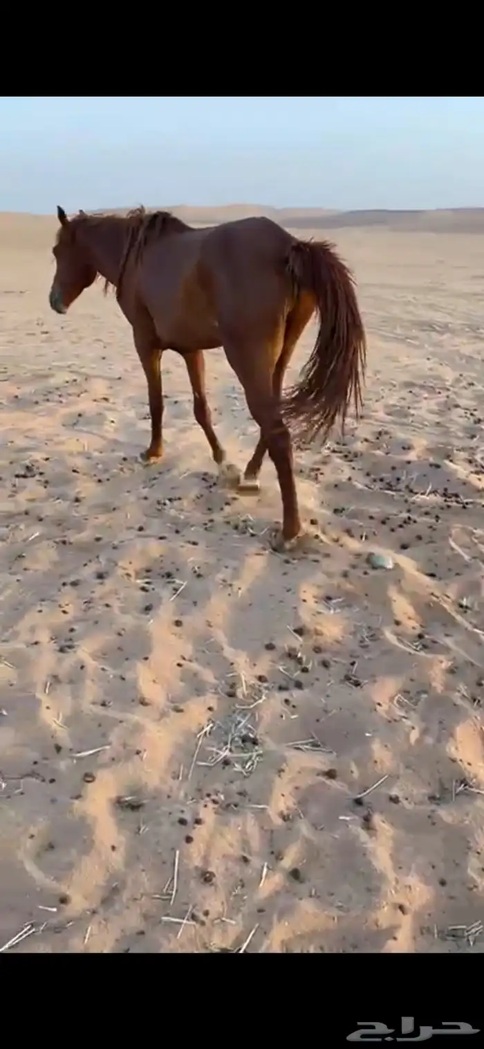 حصان شعبي 4