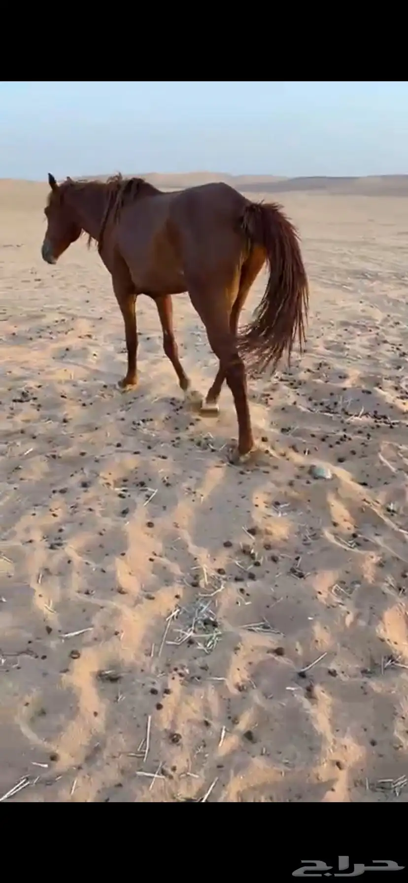 حصان شعبي 4