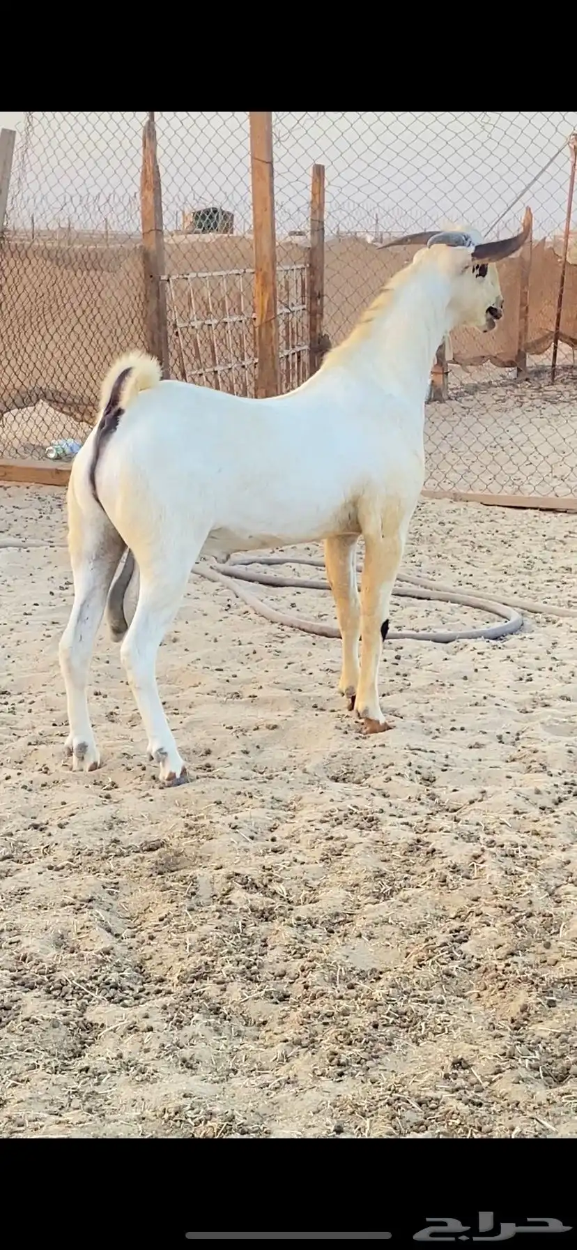 تيس اكحل فحل فاخر 5