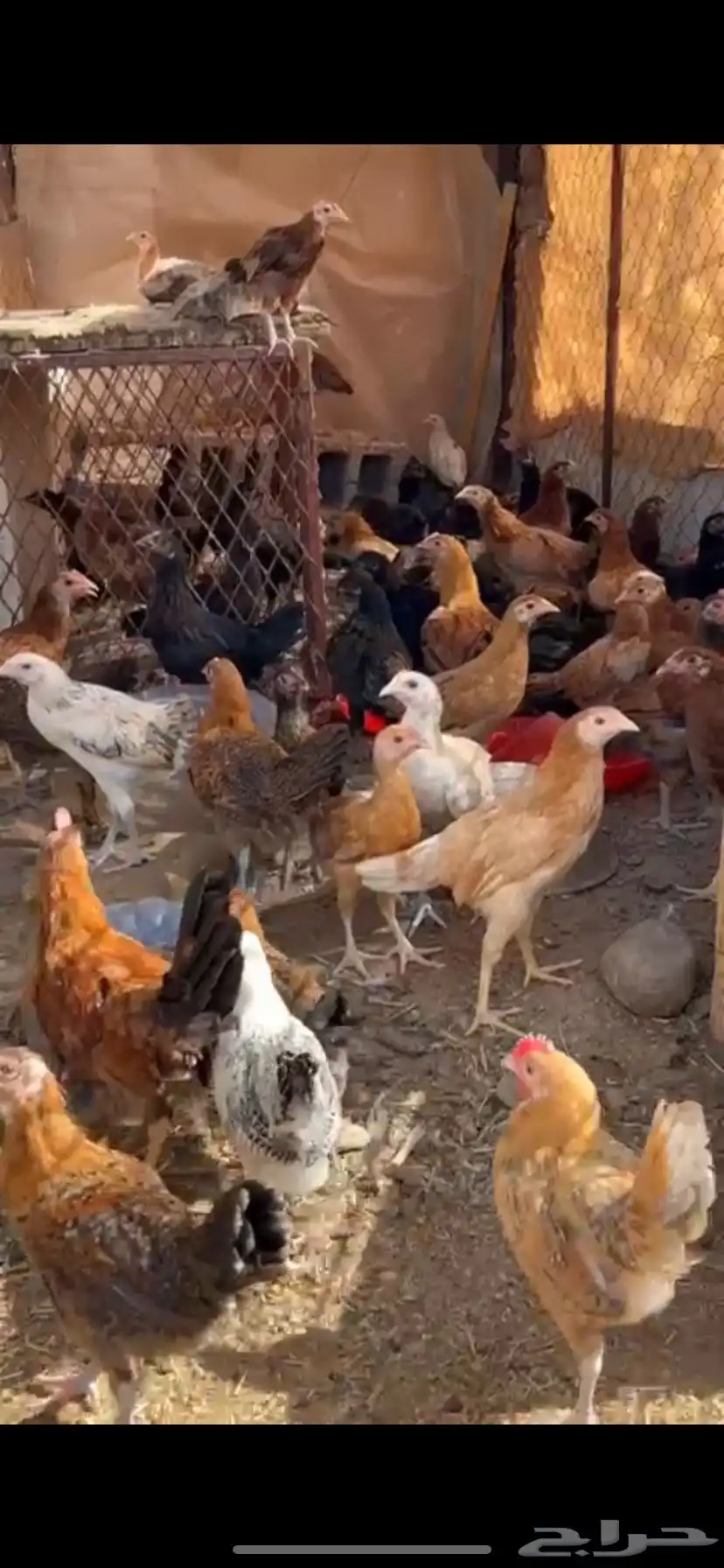 دجاج للبيع 1