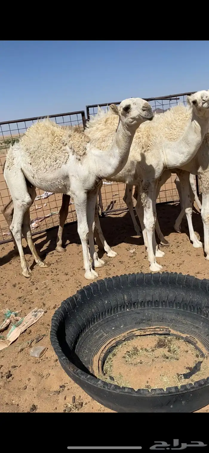 حشو للبيع قعدان 1