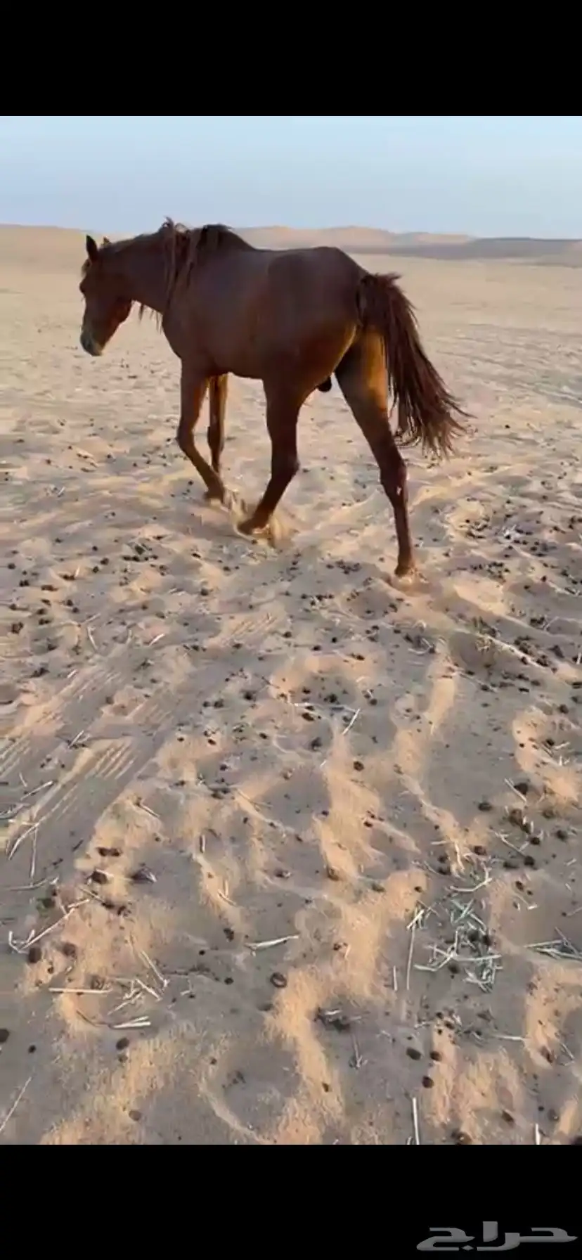 حصان شعبي 1