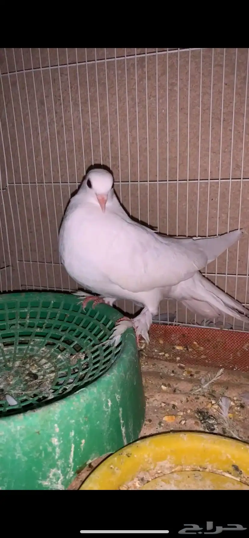حمام index