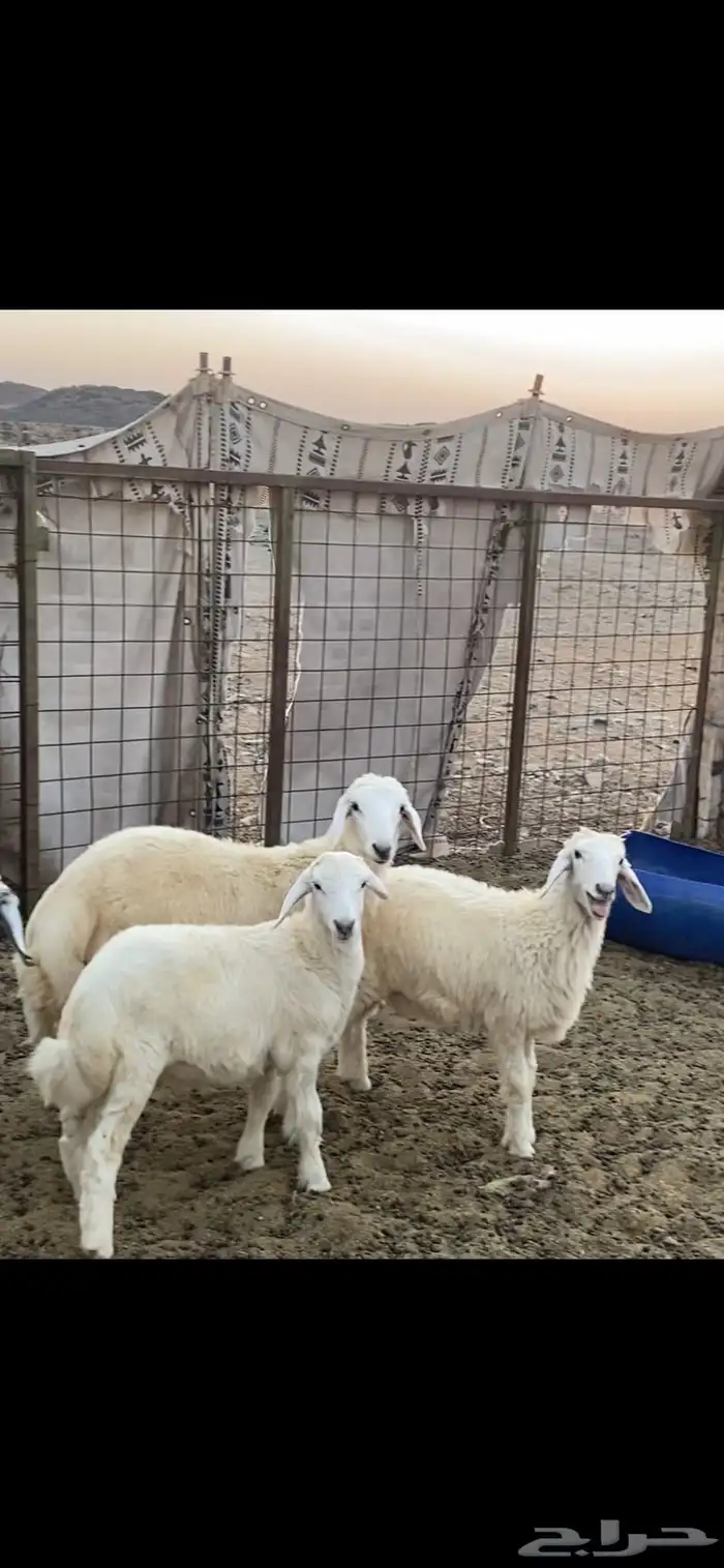 ذبايح 2
