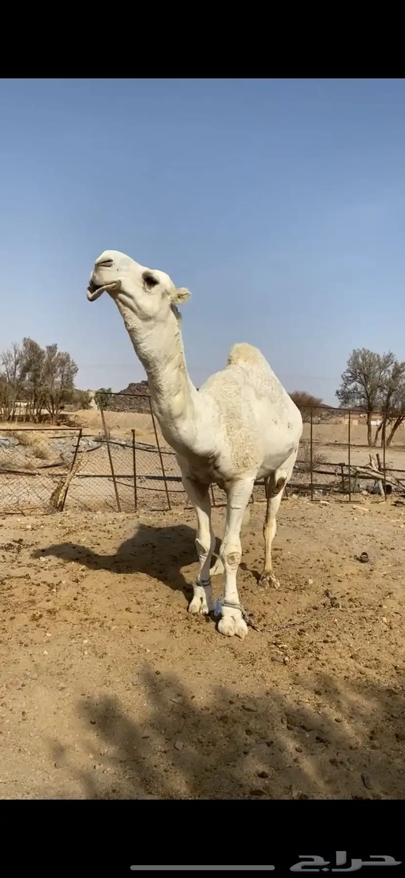 بعير علياني كفو وهذا انتاجه 0