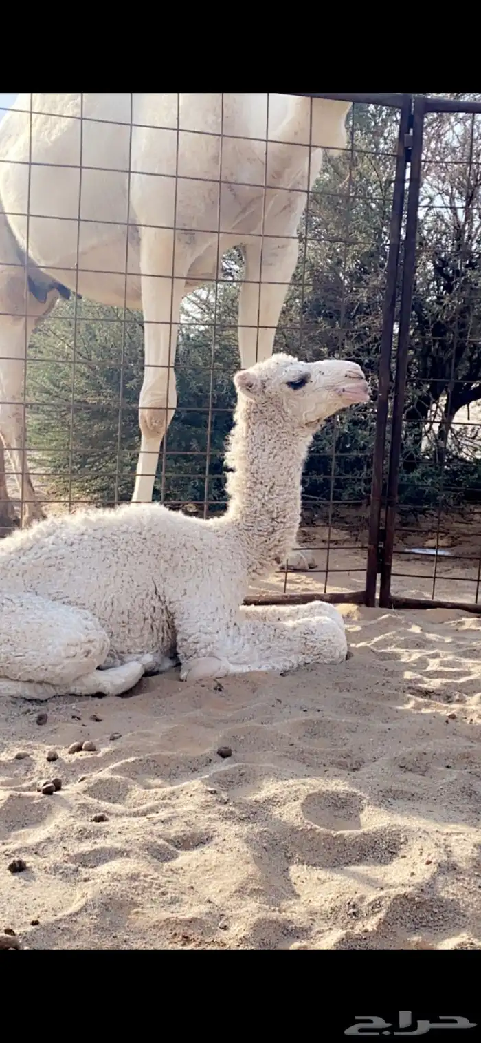 بعير علياني كفو وهذا انتاجه 9