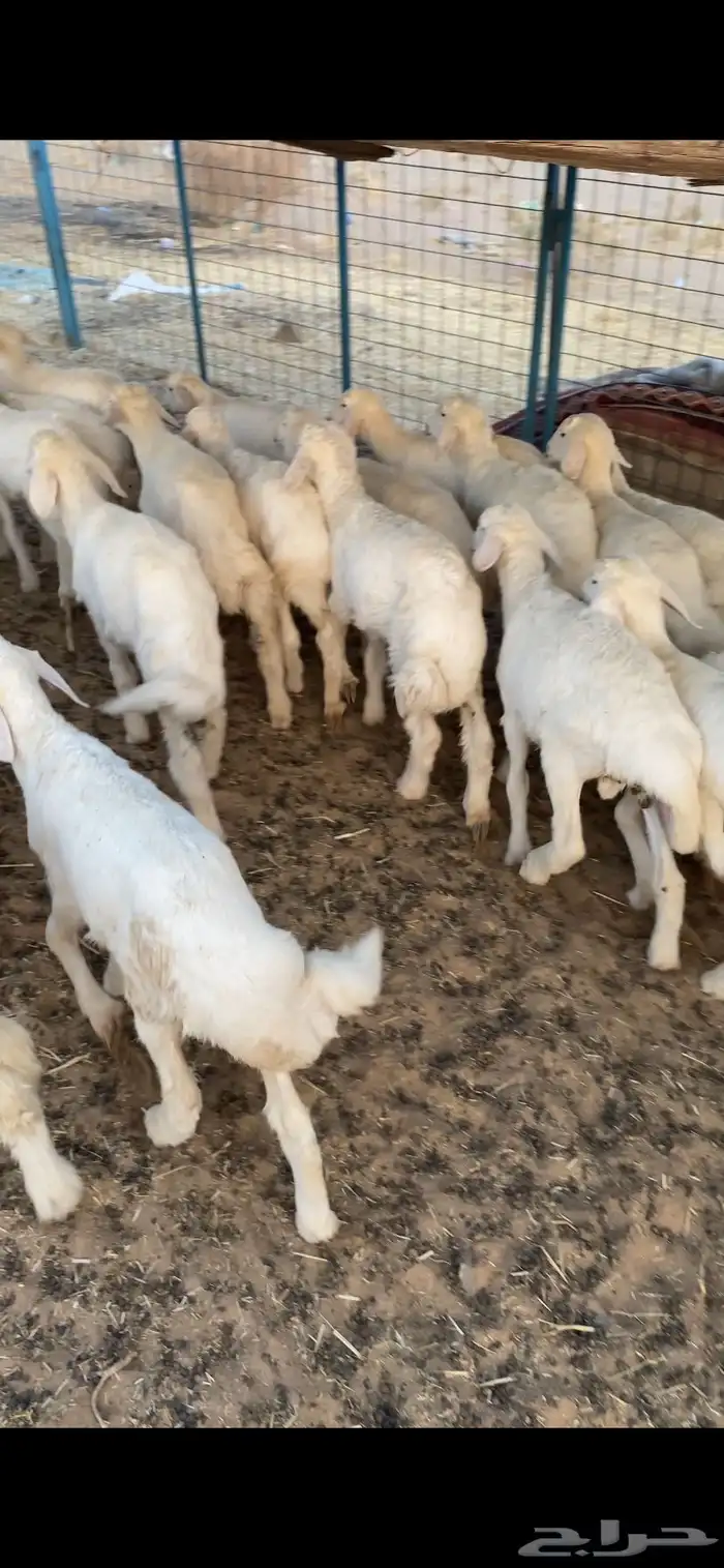 بهم تربيه تم البيع اضغط متابعه يصلك كل جديد نعرضه 0