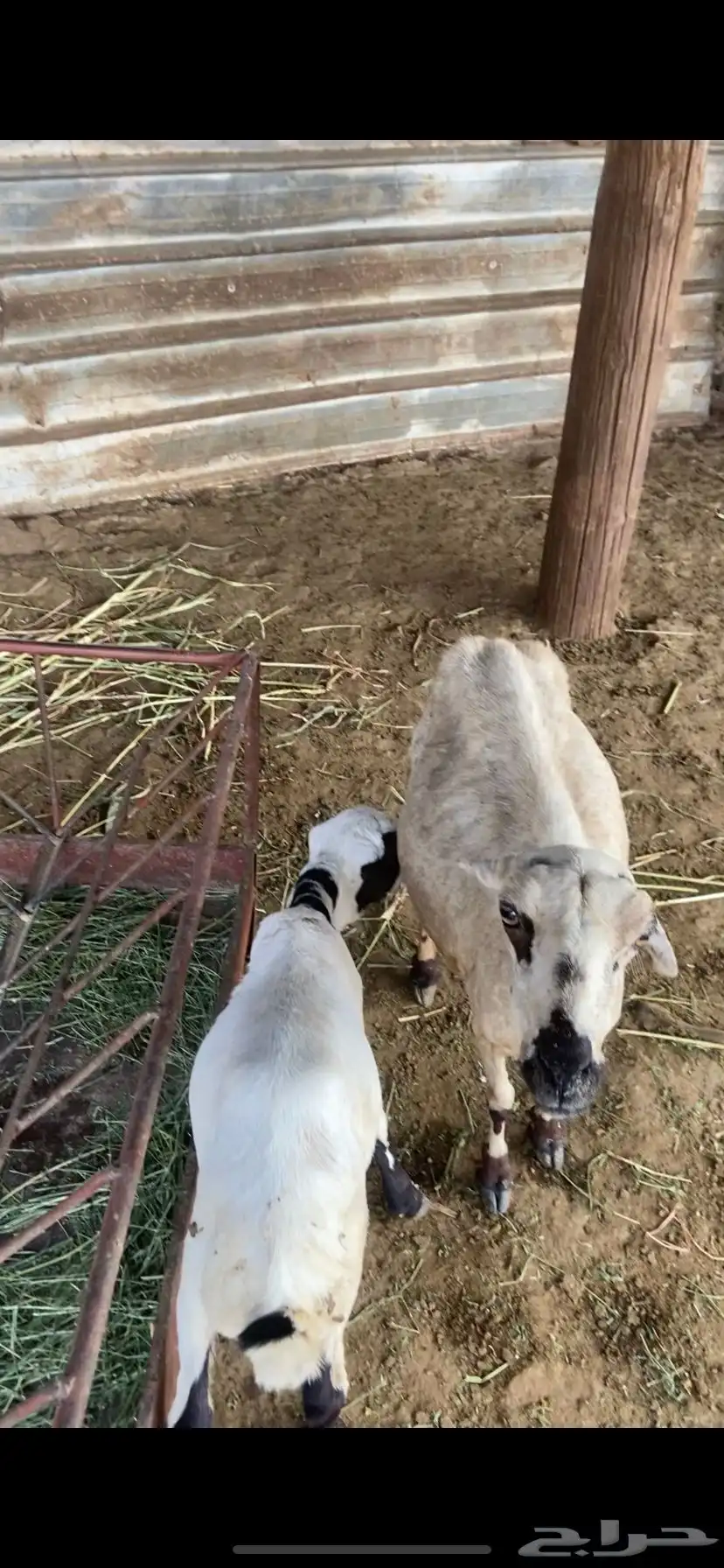 نعجه 0