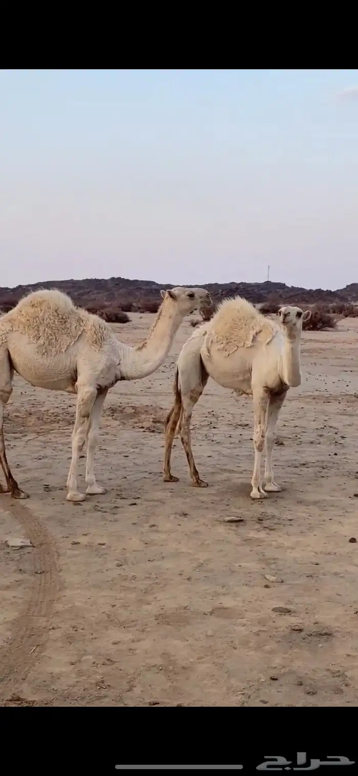 بعير علياني كفو وهذا انتاجه 8