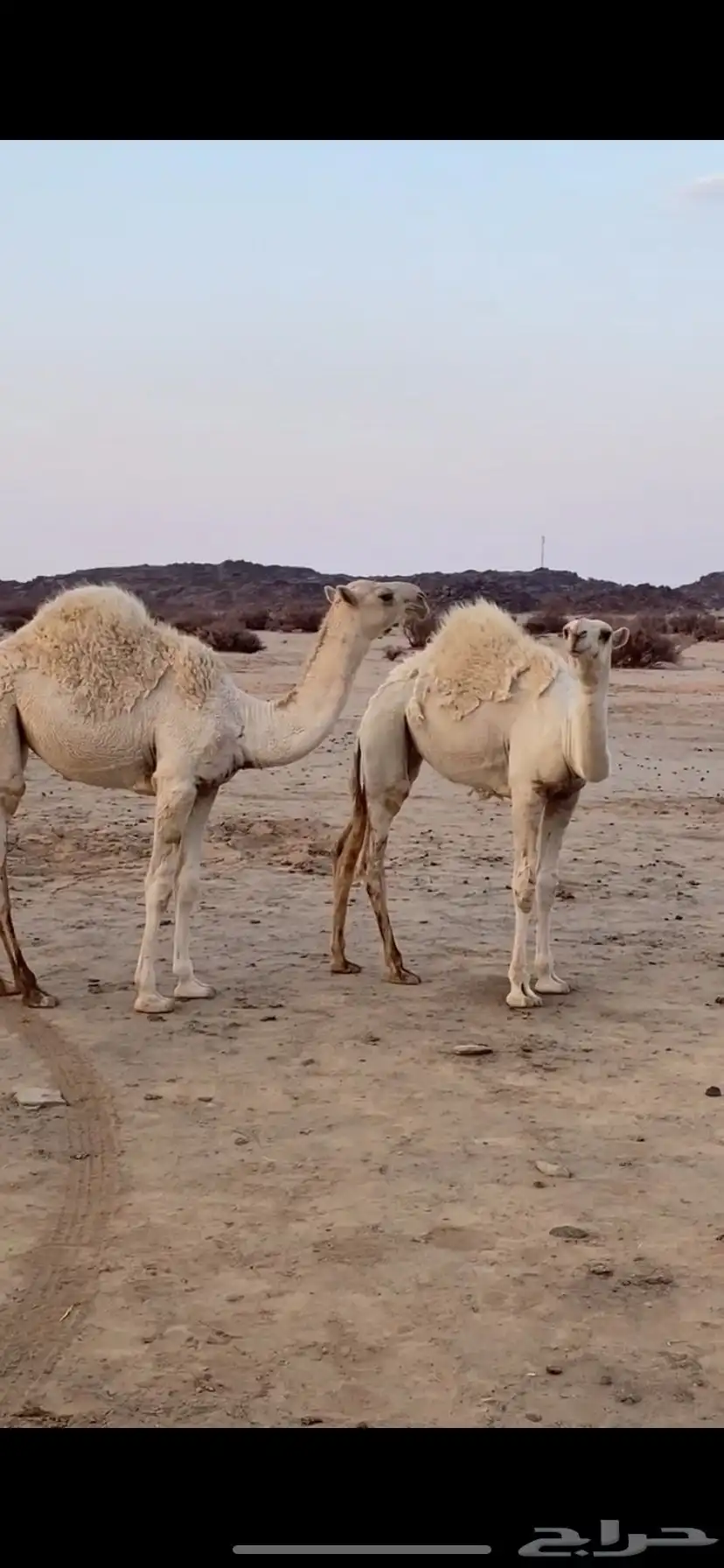 بعير علياني كفو وهذا انتاجه 8