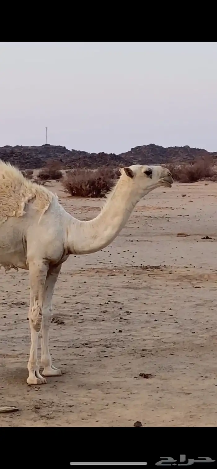 بعير علياني كفو وهذا انتاجه 5