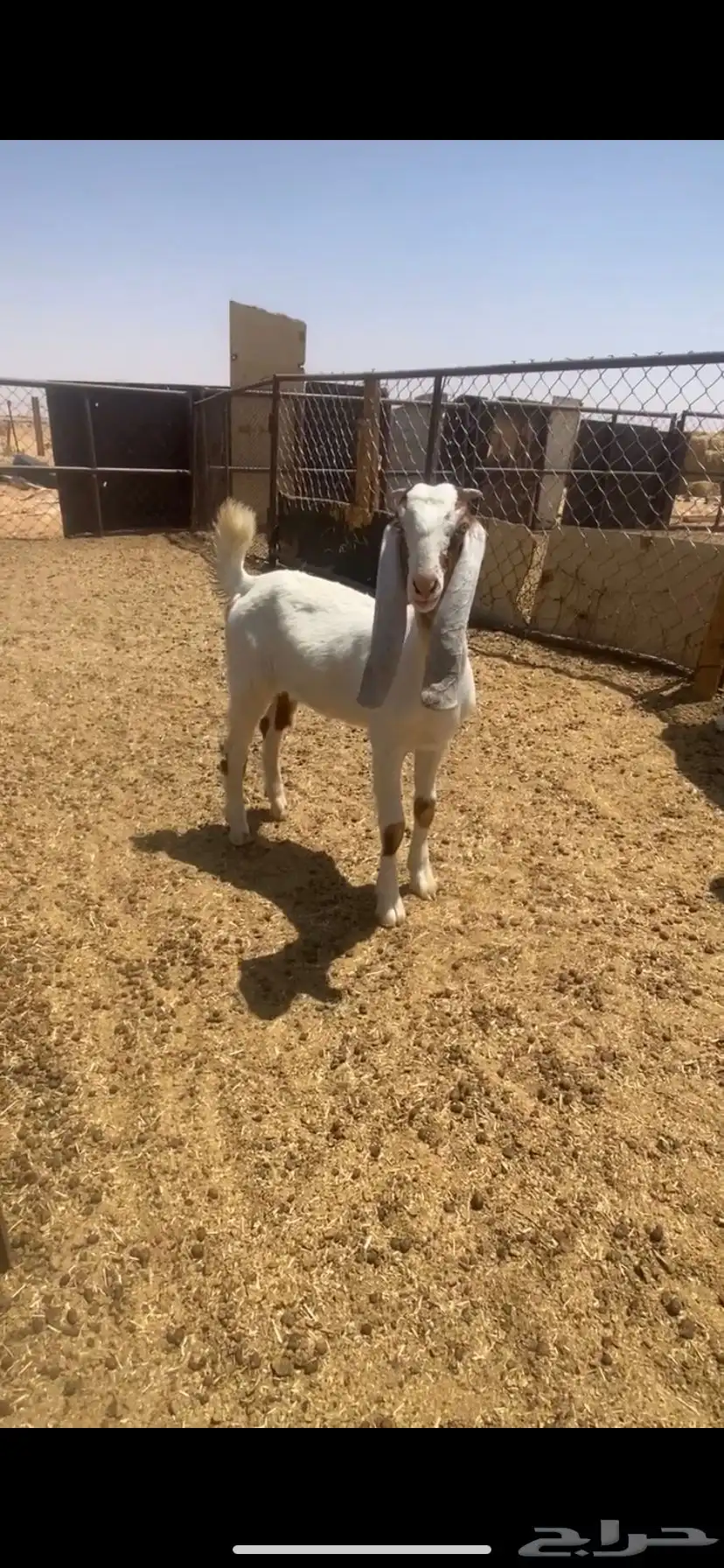 للبيع جفره 3