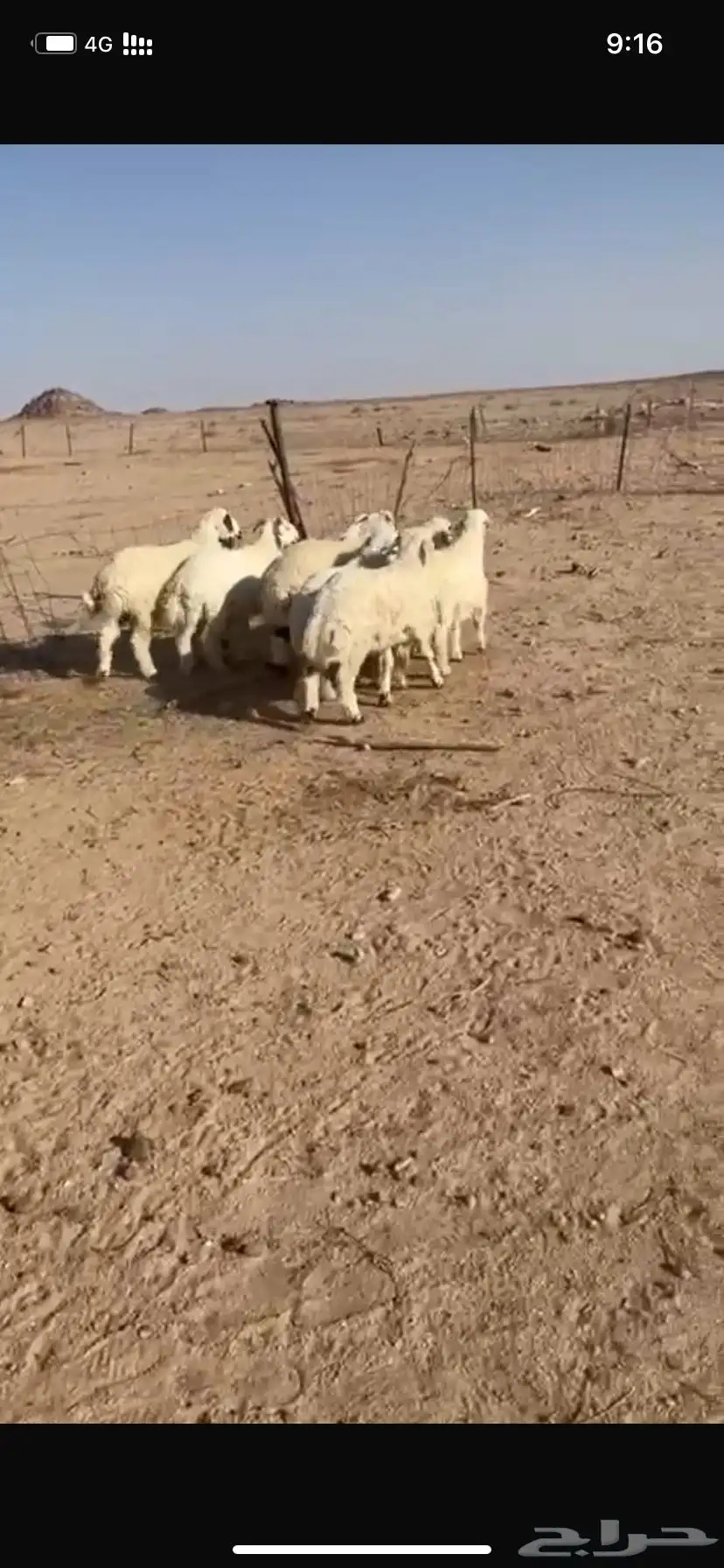 هرافي للبيع 2
