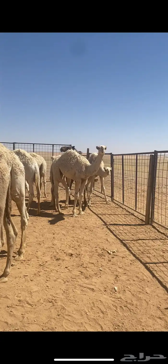 حشو للبيع 1