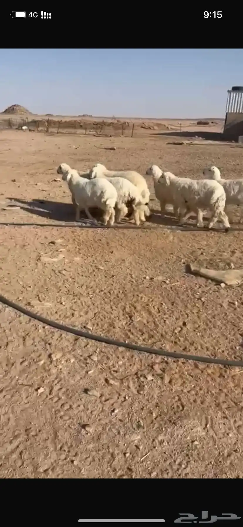 هرافي للبيع 1