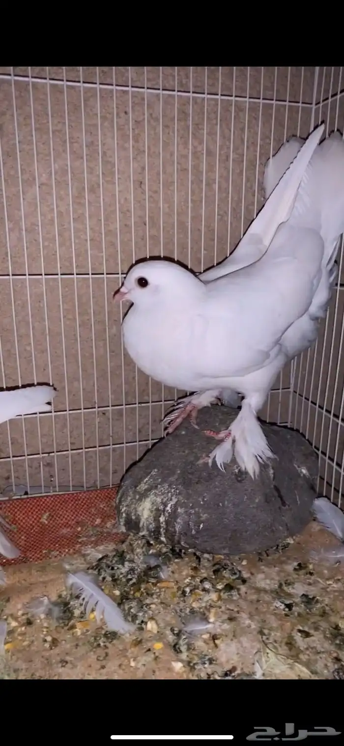 حمام 2