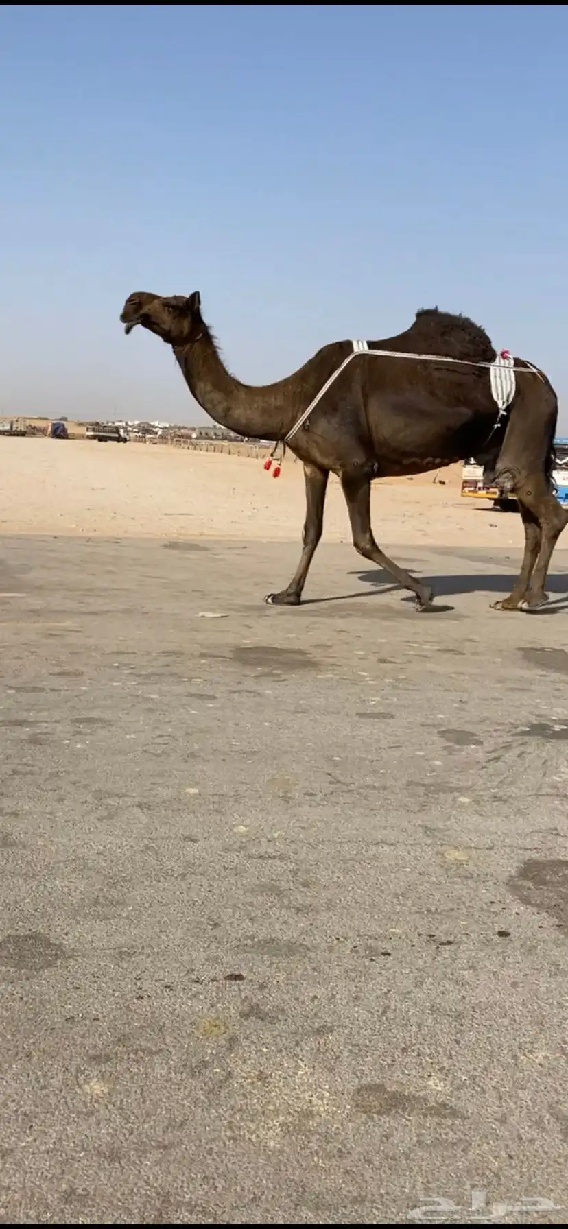 ضروبه مجهم 0