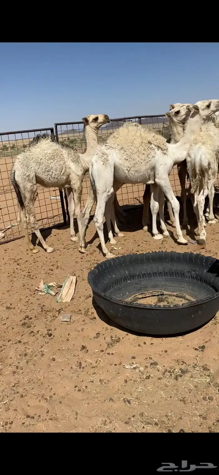 حشو للبيع قعدان 0
