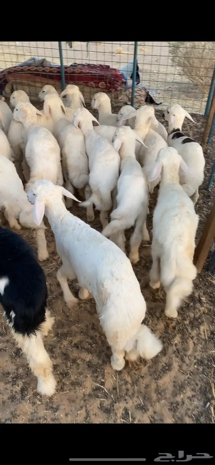 بهم تربيه تم البيع اضغط متابعه يصلك كل جديد نعرضه 1