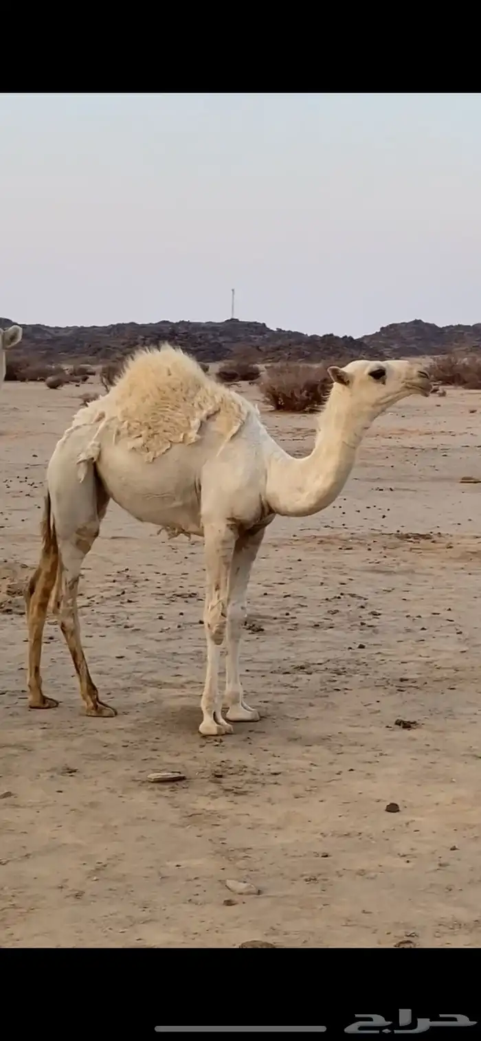 بعير علياني كفو وهذا انتاجه 4
