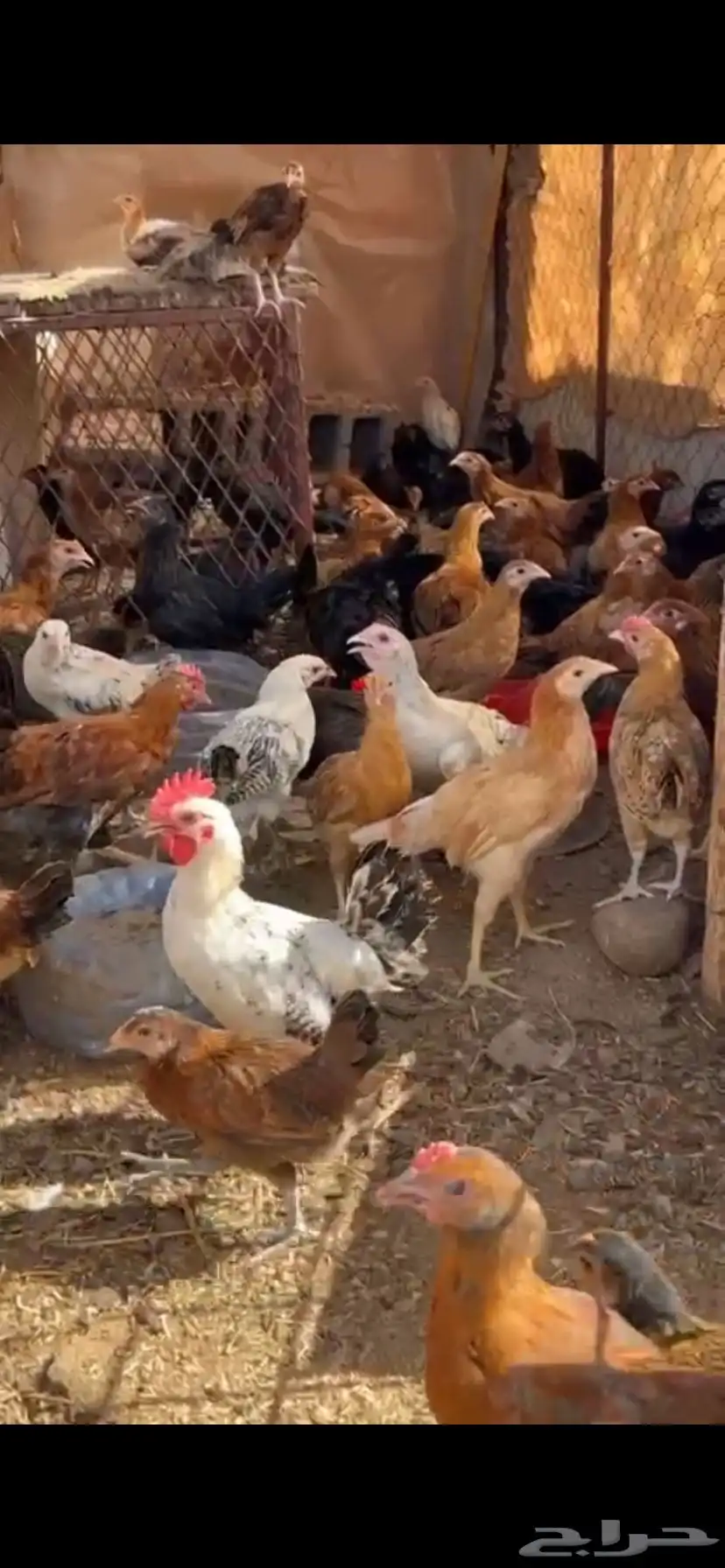 دجاج للبيع 0