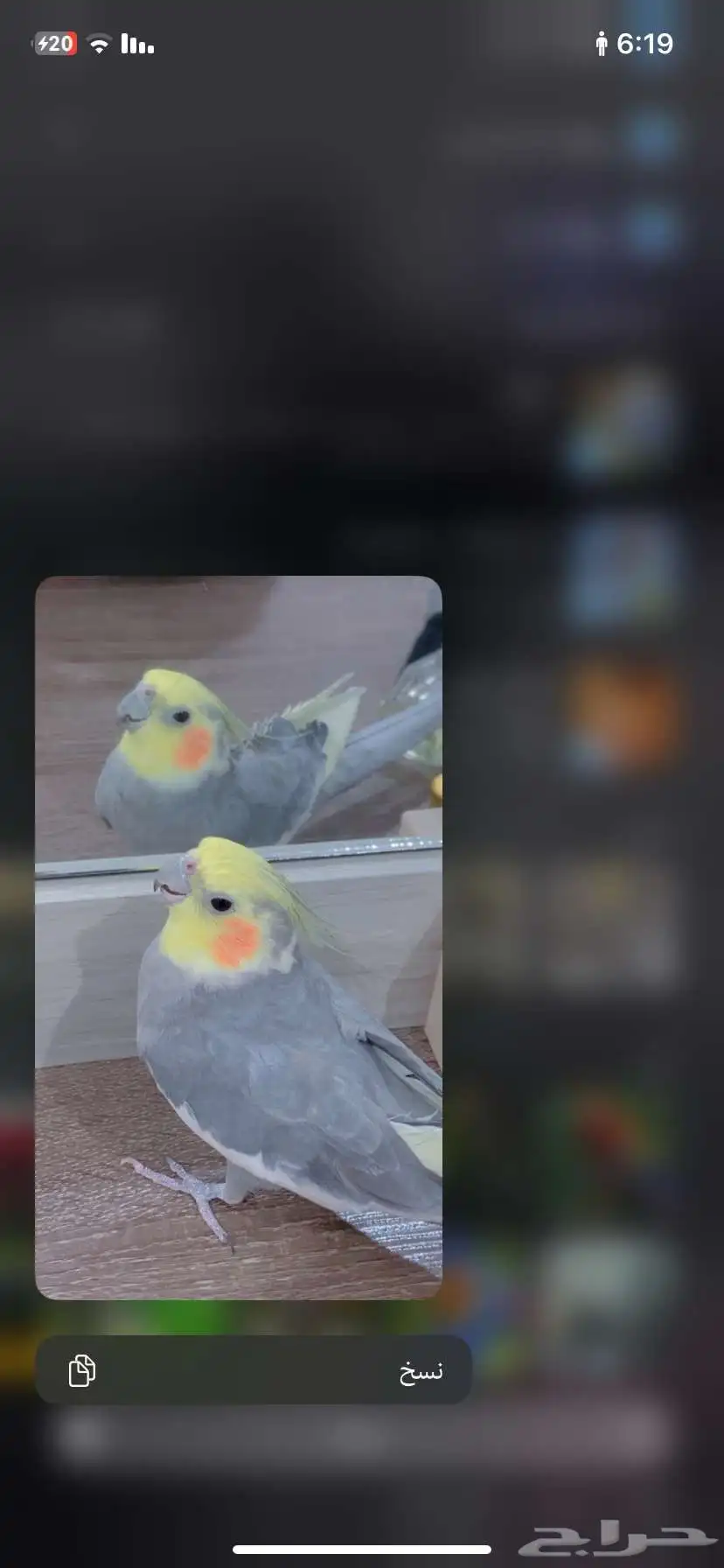ببغاء كروان 0