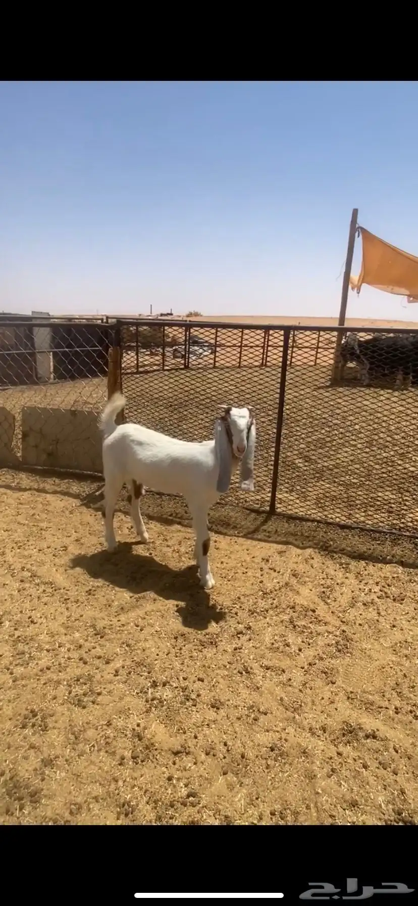 للبيع جفره 1
