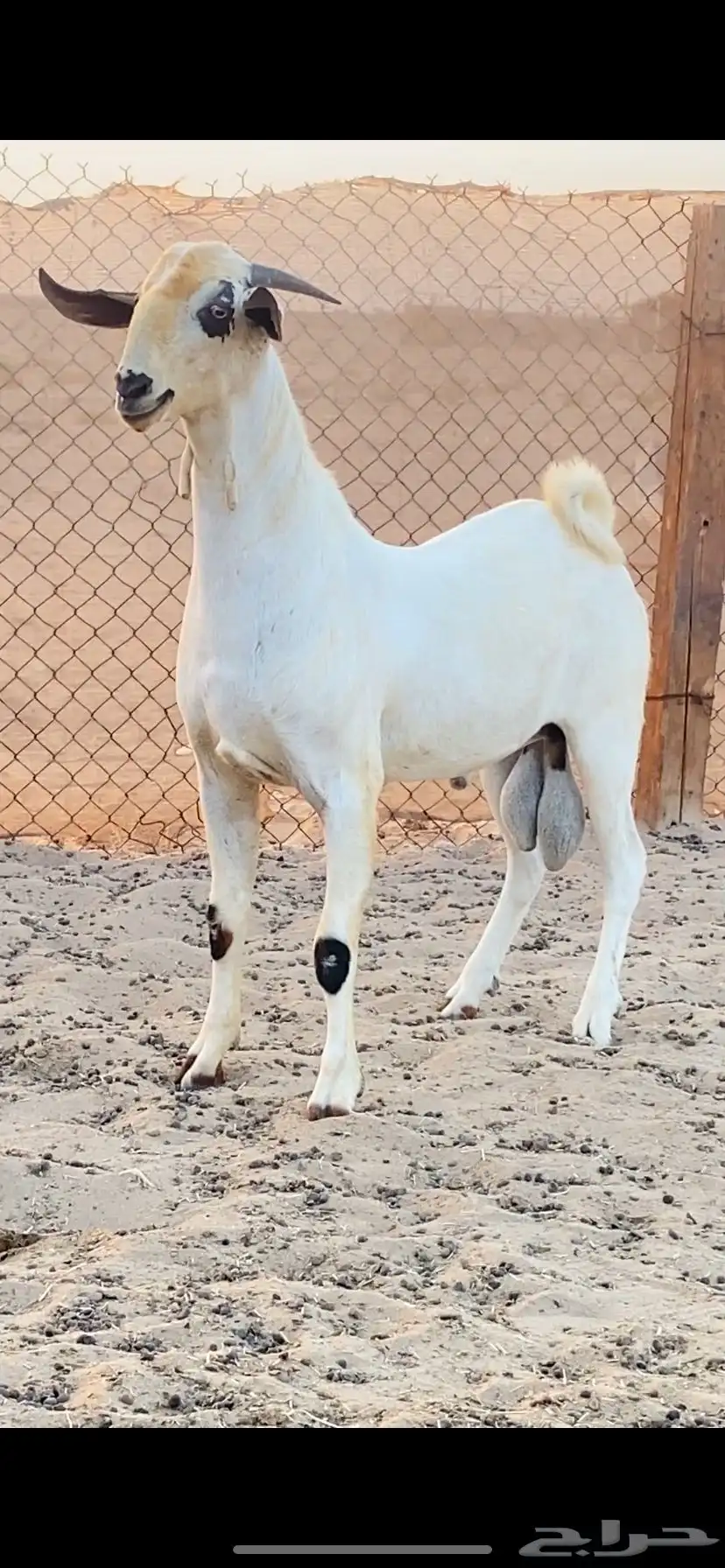 تيس اكحل فحل فاخر 3