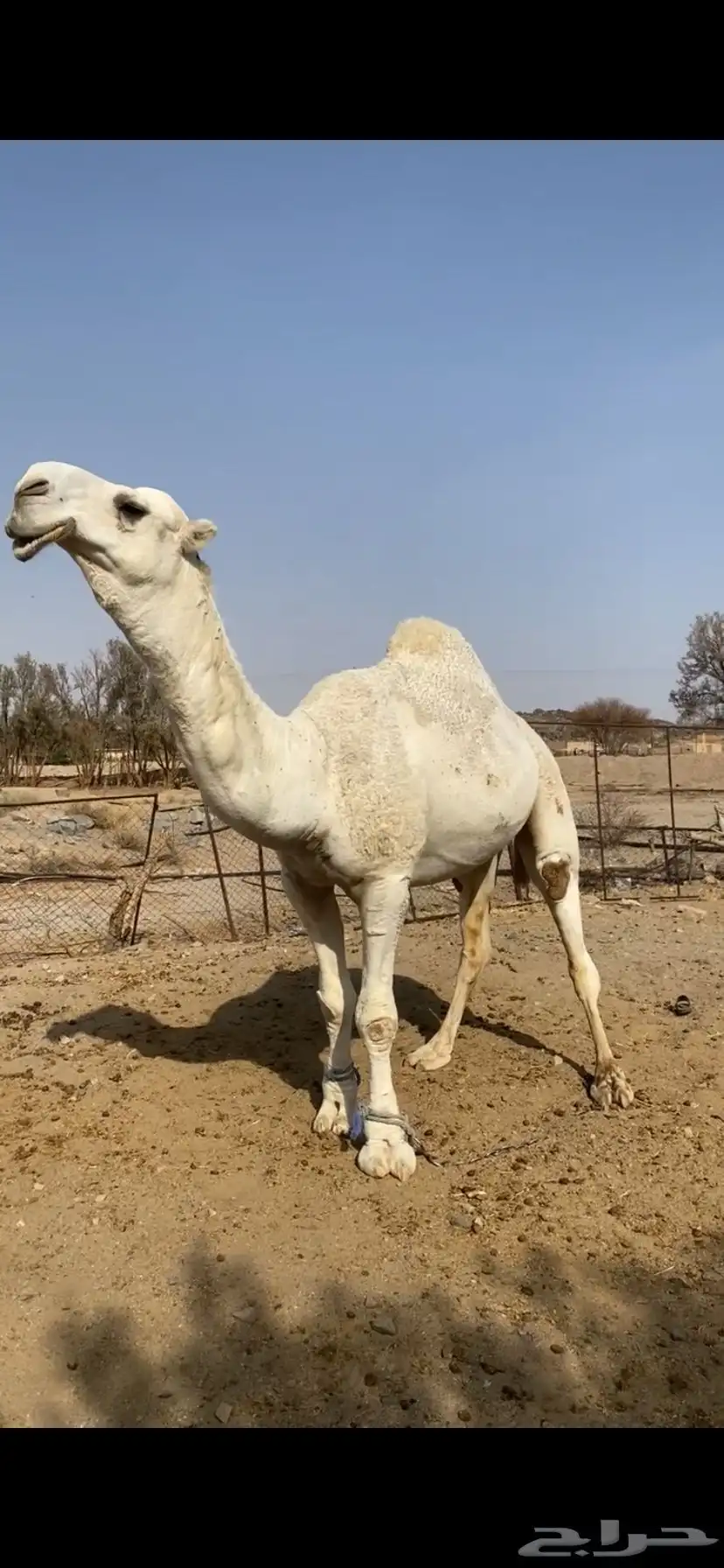 بعير علياني كفو وهذا انتاجه 1