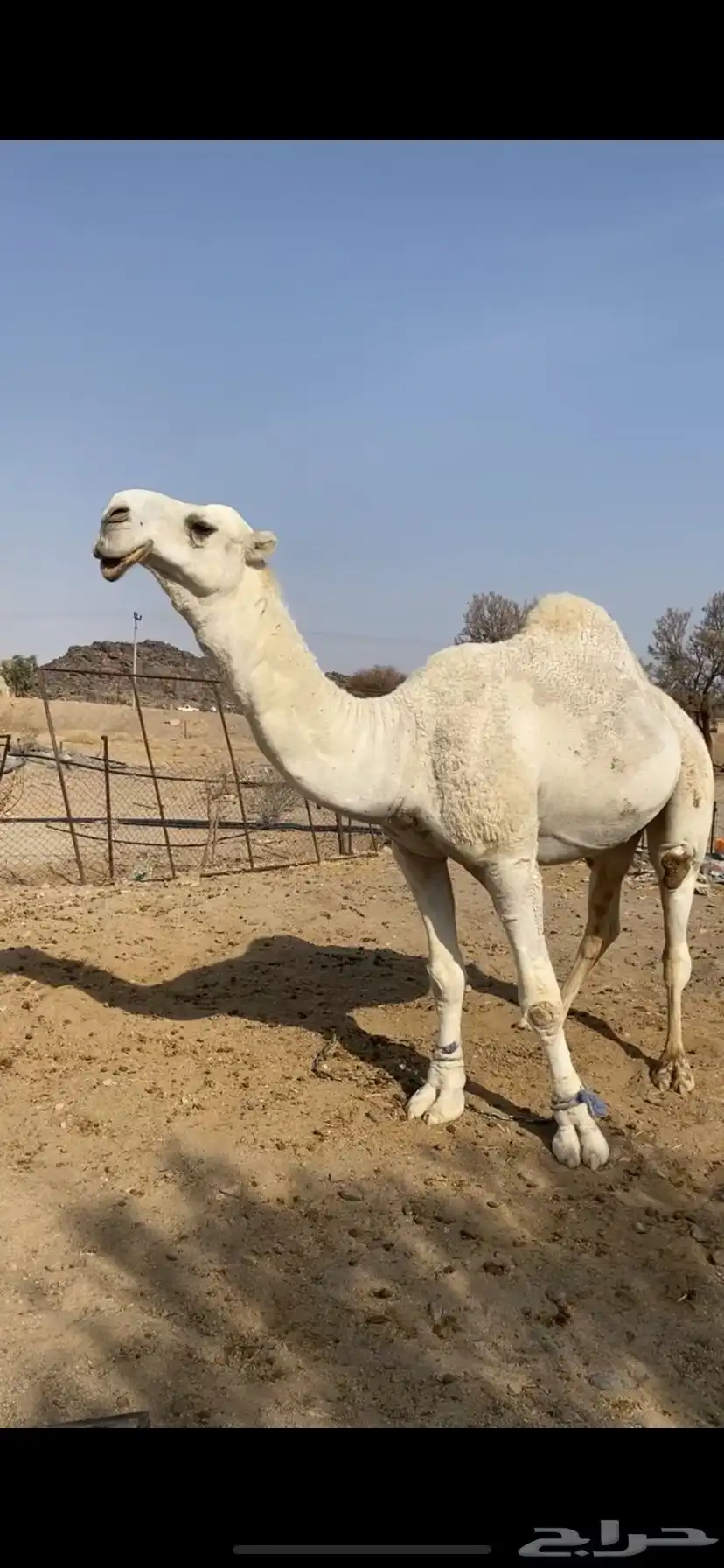 بعير علياني كفو وهذا انتاجه 2