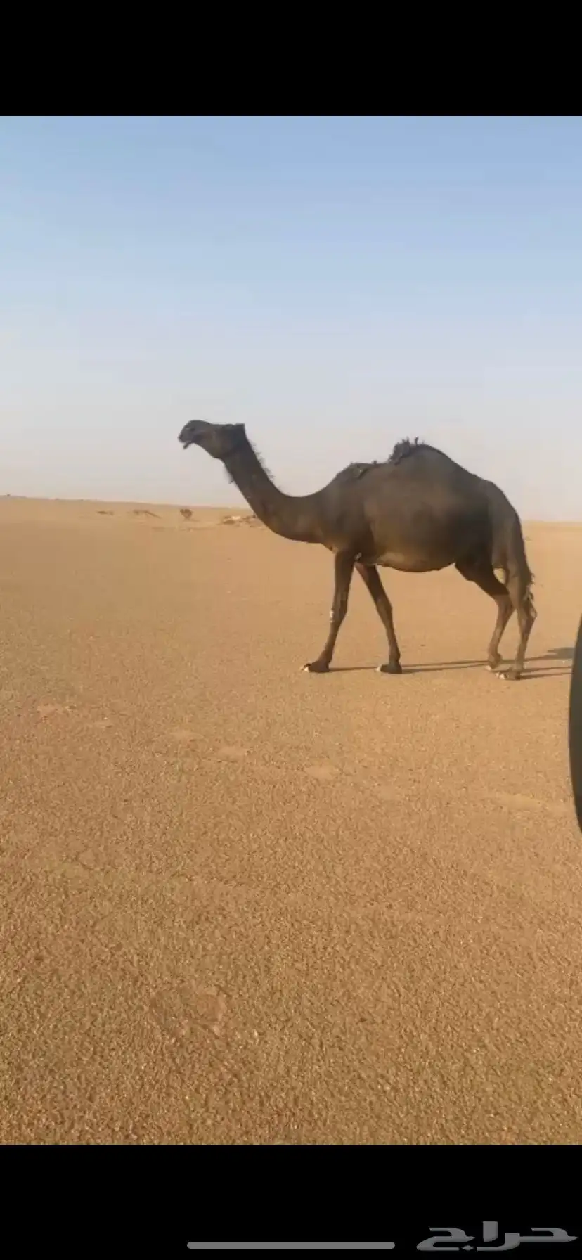 الضريبه المجهم الطيبة 0