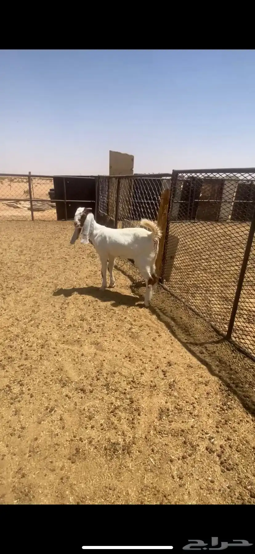 للبيع جفره 2