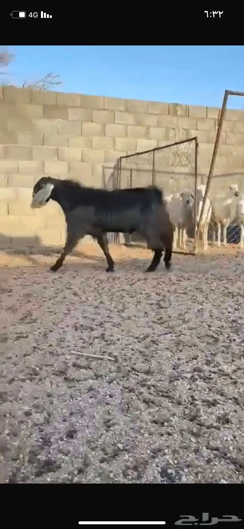 تيس 3