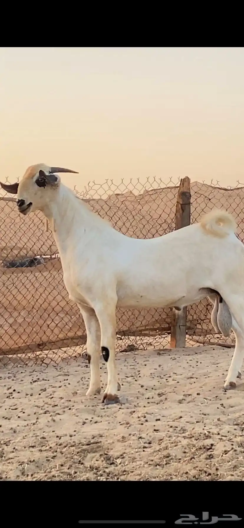 تيس اكحل فحل فاخر 7
