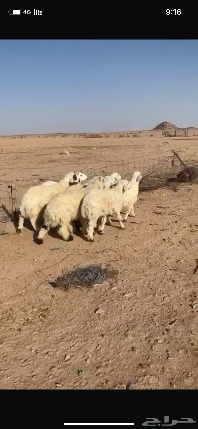 هرافي للبيع 0