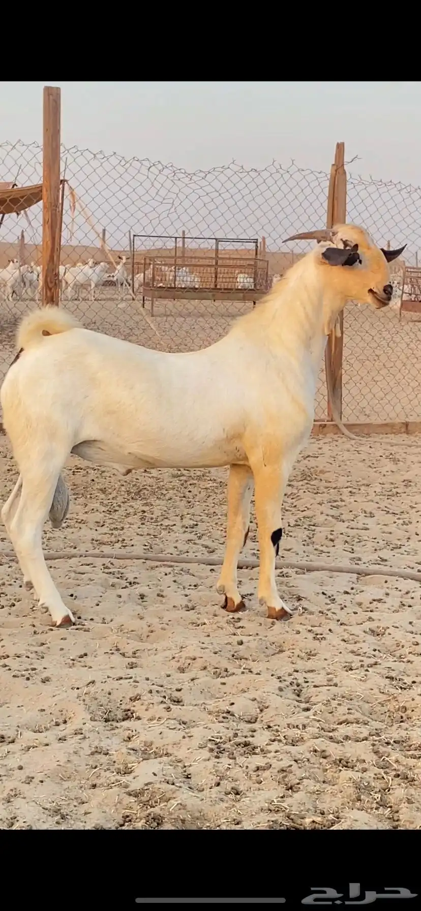 تيس اكحل فحل فاخر 1