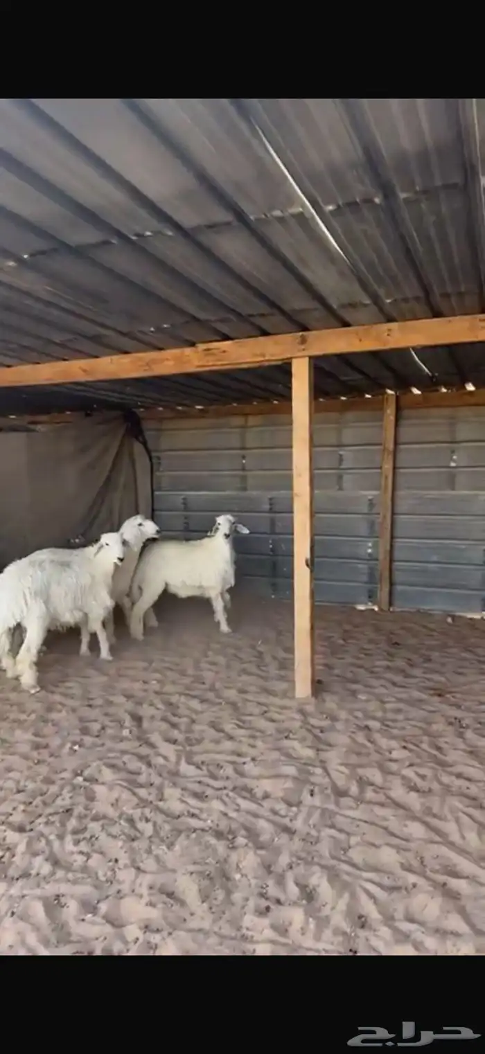 ذبايح حري ونعيم للبيع مع الصلخ والتوصيل 1