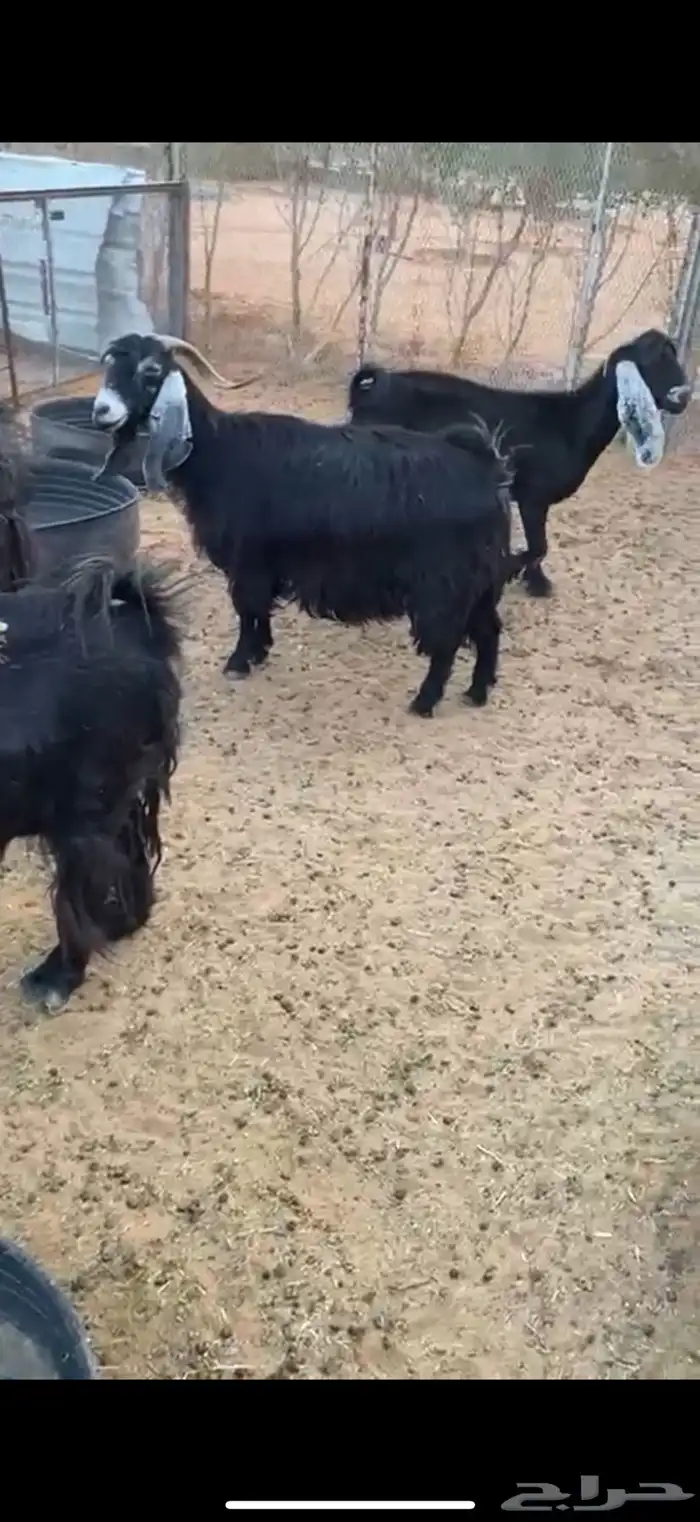 معزا عوارض طيبه تم البيع 2