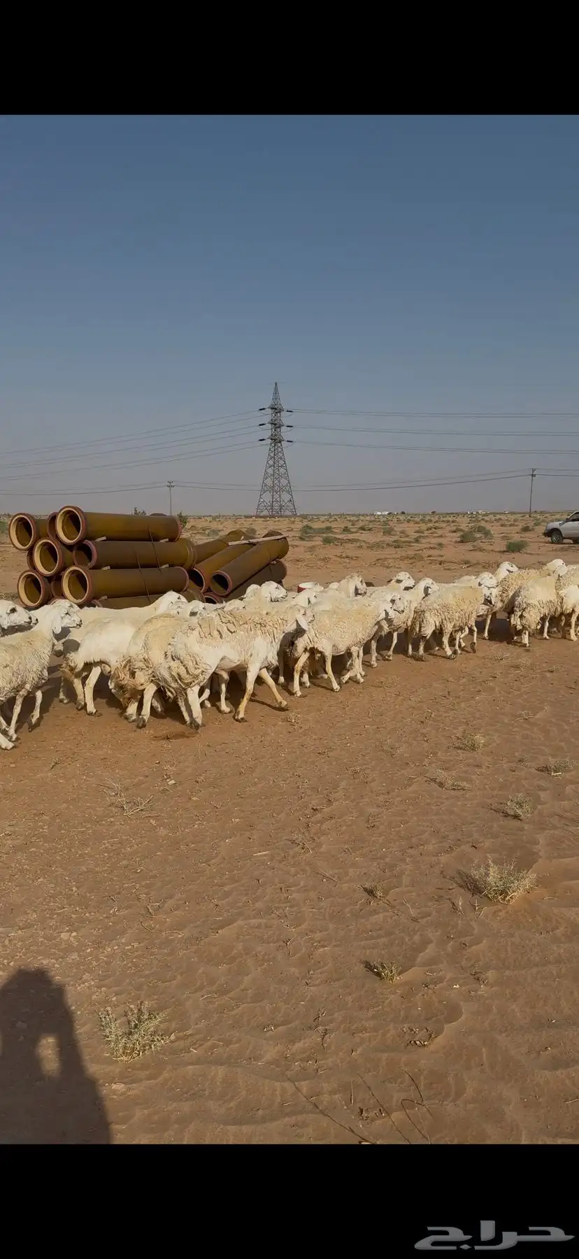 غنم حرش للبيع 52 تحتها 5 10