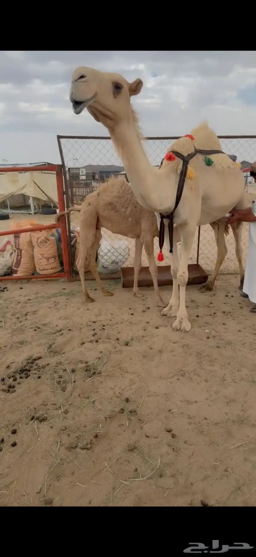 للبيع خلفه بكر 0