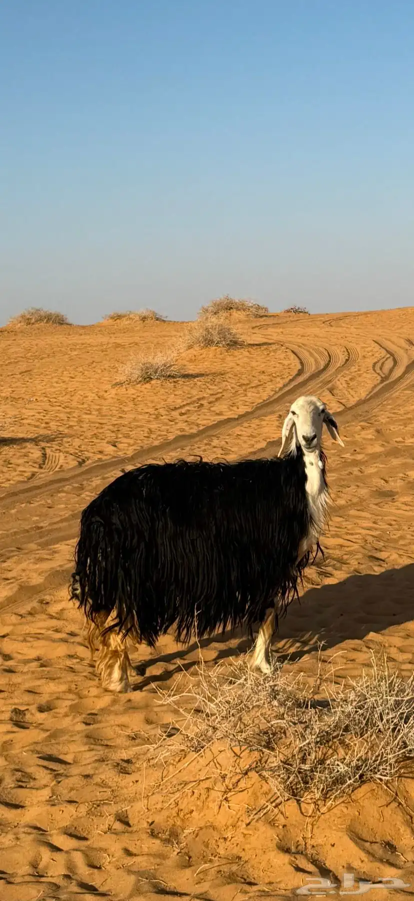 نجديه للبيع 0