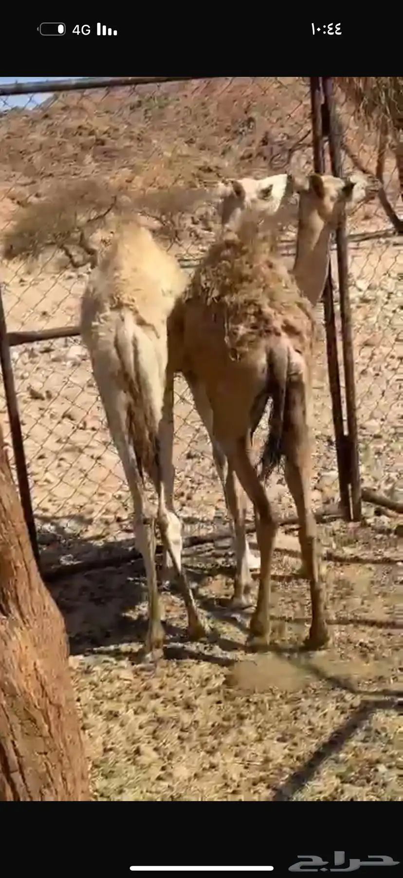 للبيع قعود وبكره بريات 0