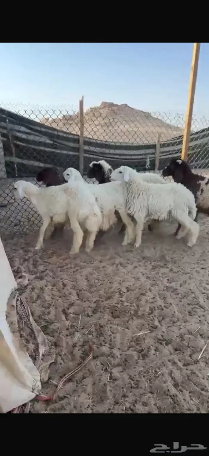 ذبايح حري ونعيم للبيع مع الصلخ والتوصيل 5