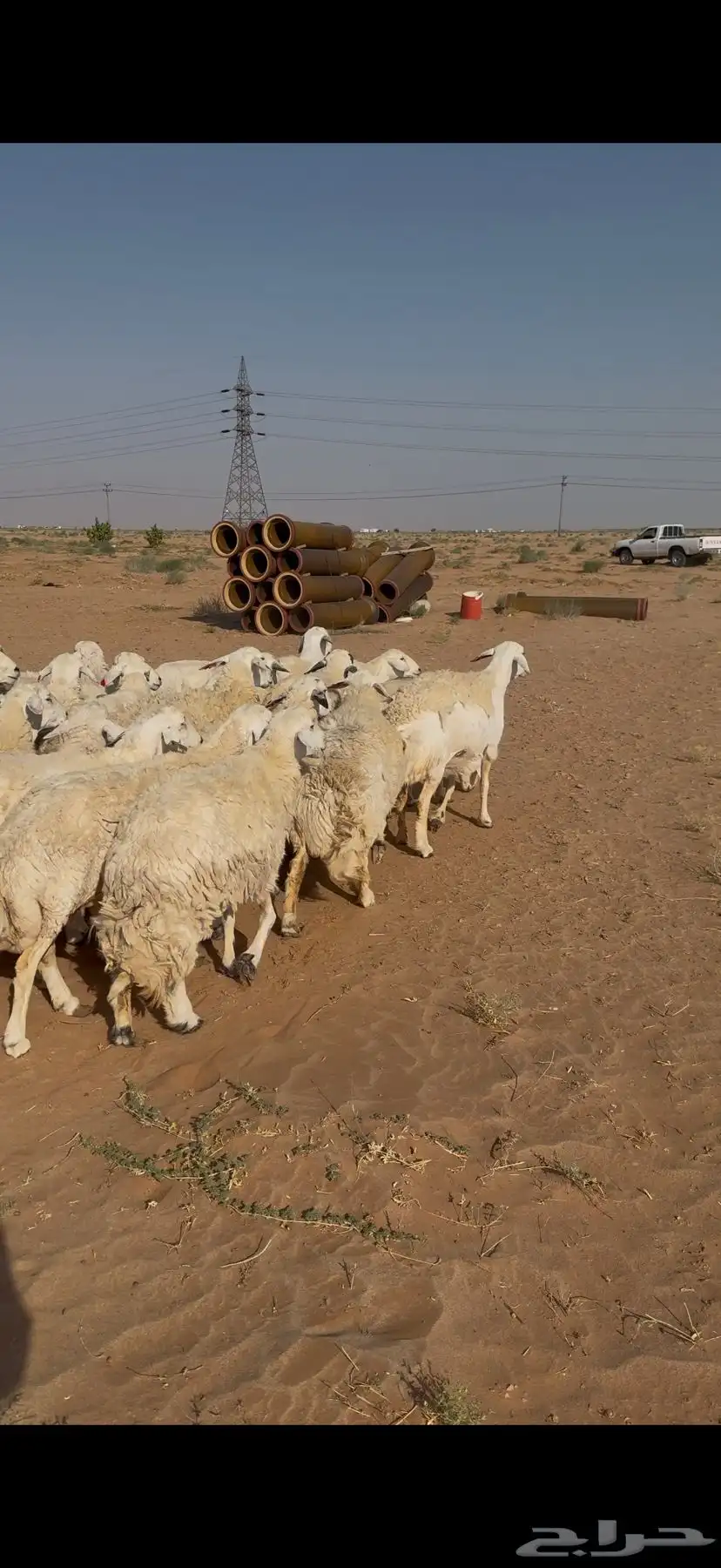 غنم حرش للبيع 52 تحتها 5 7