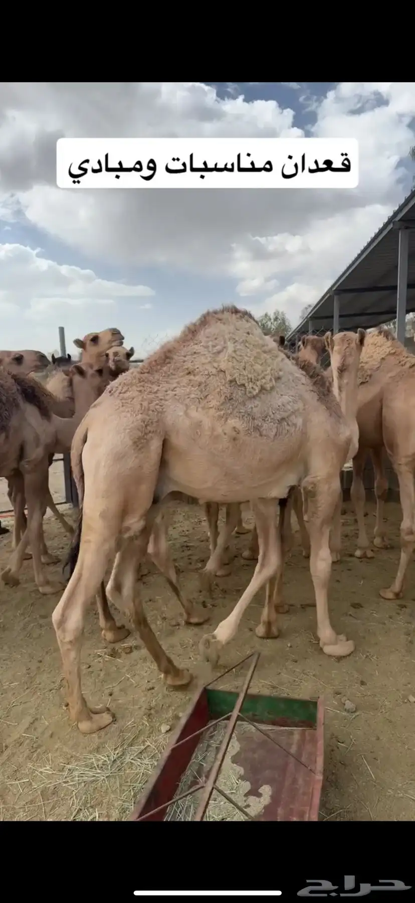 قعدان مبادي ومناسبات بريه على الحليب 5