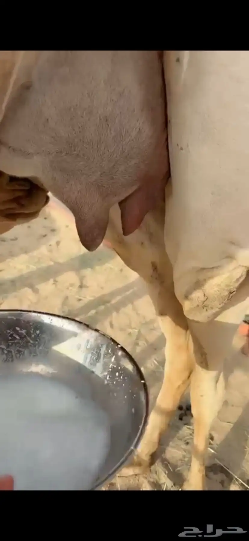 للبيع خلفه بكر 2
