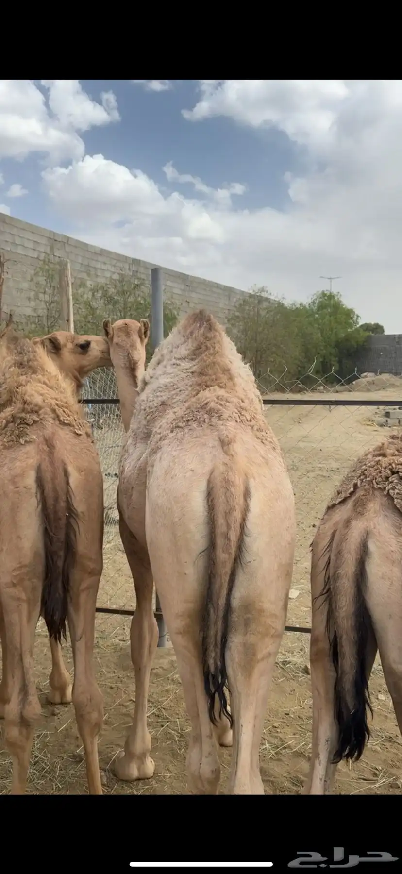 قعدان مبادي ومناسبات بريه على الحليب 1