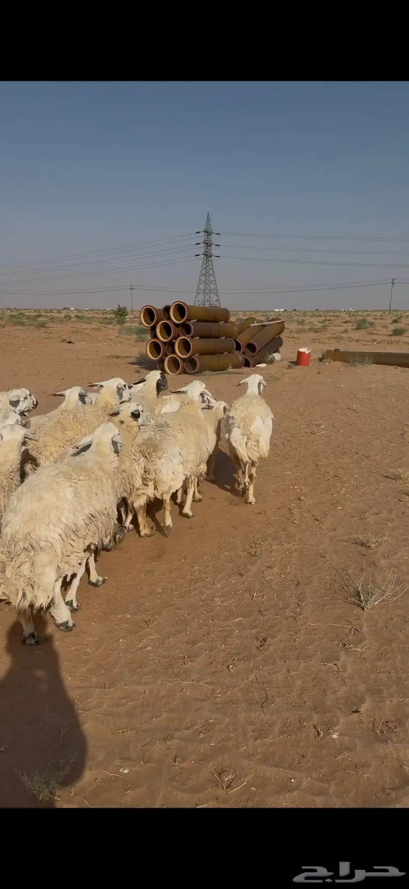 غنم حرش للبيع 52 تحتها 5 6