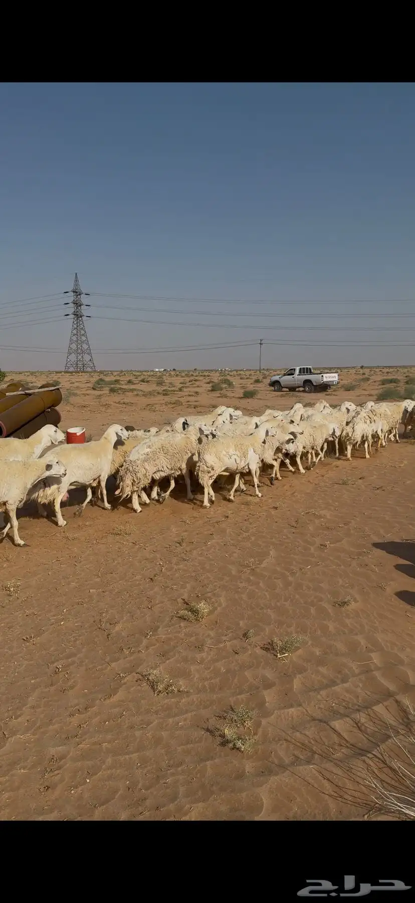 غنم حرش للبيع 52 تحتها 5 13